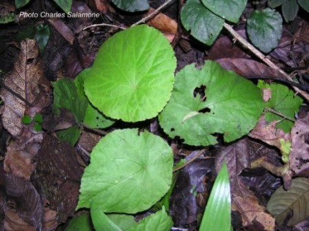 B. erectotricha